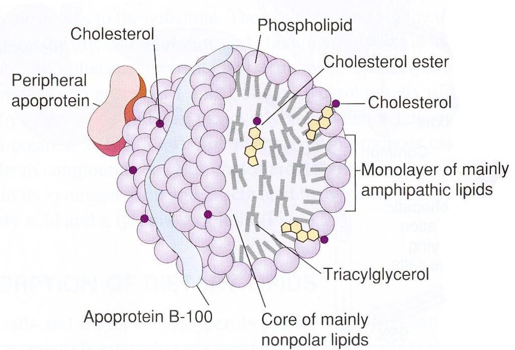 Lipoproteins Function: Lipid transport (cholesterol, cholesterol esters, triacylglycerols, phospholipids)