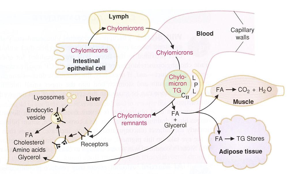 Metabolism of chylomicrons Lipoprotein lipase (LPL) Chylomicrons remnants - On