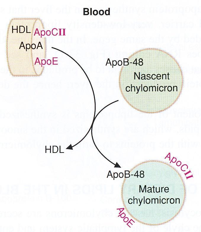 Chylomicrons Formation: intestinal epithelial cells secretion into the lymph Major