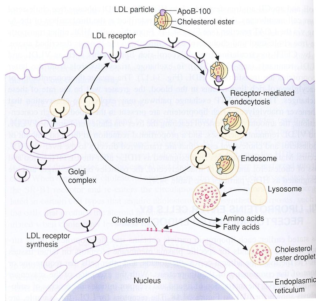 Cholesterol uptake by receptor-mediated endocytosis: Apoproteins - ligands for receptors