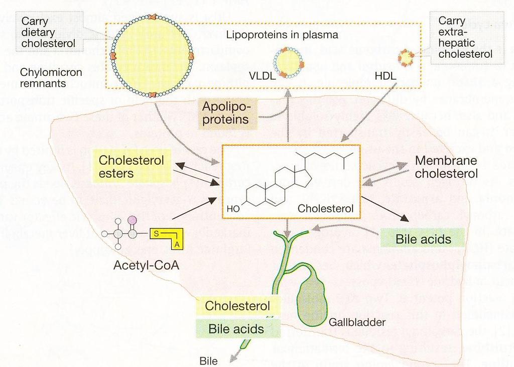 Cholesterol metabolism Sources of cholesterol: 1. the diet, 2. de novo synthesis from acetyl-coa (liver) Utilization of cholesterol: 1. the synthesis of bile acids, 2.