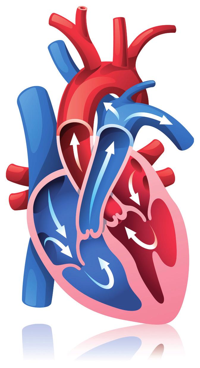What is atrial fibrillation? If you are healthy and your heart is working normally you are likely to have a regular resting heart rate of around 60 to 90 beats per minute.