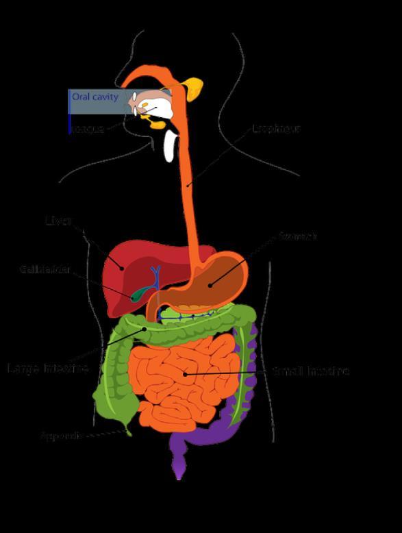 Inflammatory Bowel Disease (IBD) Crohn s Disease vs Ulcerative