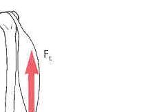 The amount of torque a muscle group can generate at a joint F t F