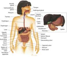 Anatomy & Physiology Review Pathophysiology & causes Immediately life-threatening diseases AMI AAA Ectopic