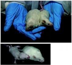 Evidence of harm Animal studies PFOS : reproductive &