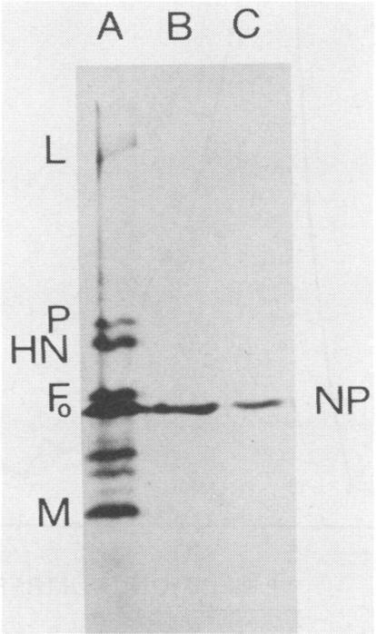 The Sendai virus NP protein was purified from intracellular nucleocapsids by a modification of the method of Blumberg et al. (3).