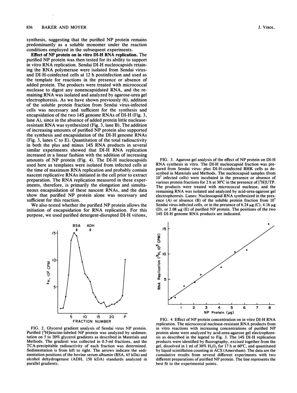 836 BAKER AND MOYER J. VIROL. synthesis, suggesting that the purified NP protein remains predominantly as a soluble monomer under the reaction conditions employed in the subsequent experiments.
