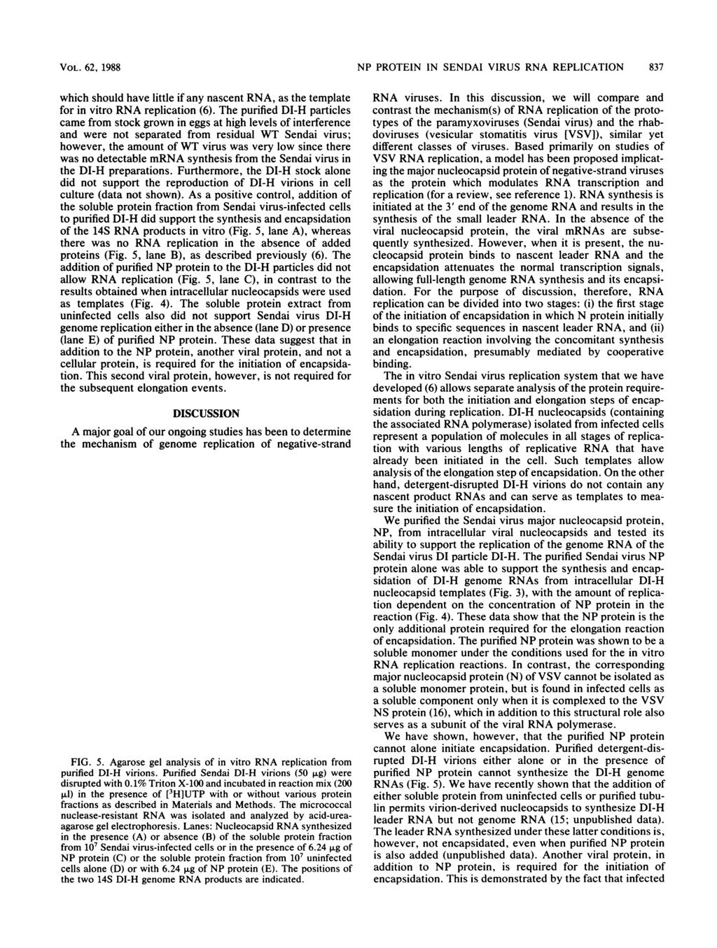 VOL. 62, 1988 which should have little if any nascent RNA, as the template for in vitro RNA replication (6).