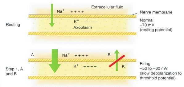 Nerve cells transmit impulses impulse = electrical action potentials process of depolarization & repolarization current is result of ion transfer across permeable cell membranes Nerve Cell resting