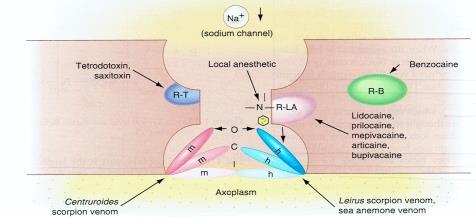 Tertiary local anesthetics bind to specific receptor sites in Na channel blocks Na entry into axoplasm of nerve cell blocks the Na channel from the axoplasmic