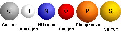 Carbon Living organisms are made up of six different elements: 1.Carbon 2.Hydrogen 3.