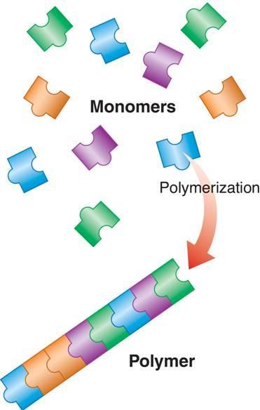 Macromolecules Formed by a process known as polymerization.
