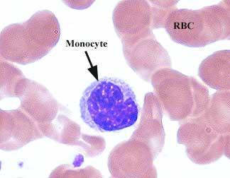 Monocytes Large cells that digest other particles (phagocytes) Made