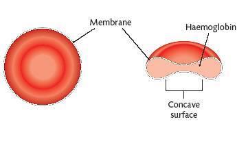 Detailed study of red blood cells Red blood cells are also known as erythrocytes.