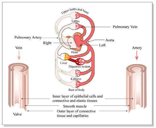 Portal Circulation and Enterohepatic Circulation 10/31/05 Page 4 Unique circulation of blood from gut to liver: all venous blood from stomach and intestines proceeds via portal