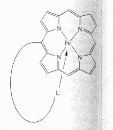 Haem Analogues Covalent attachment of a single axial