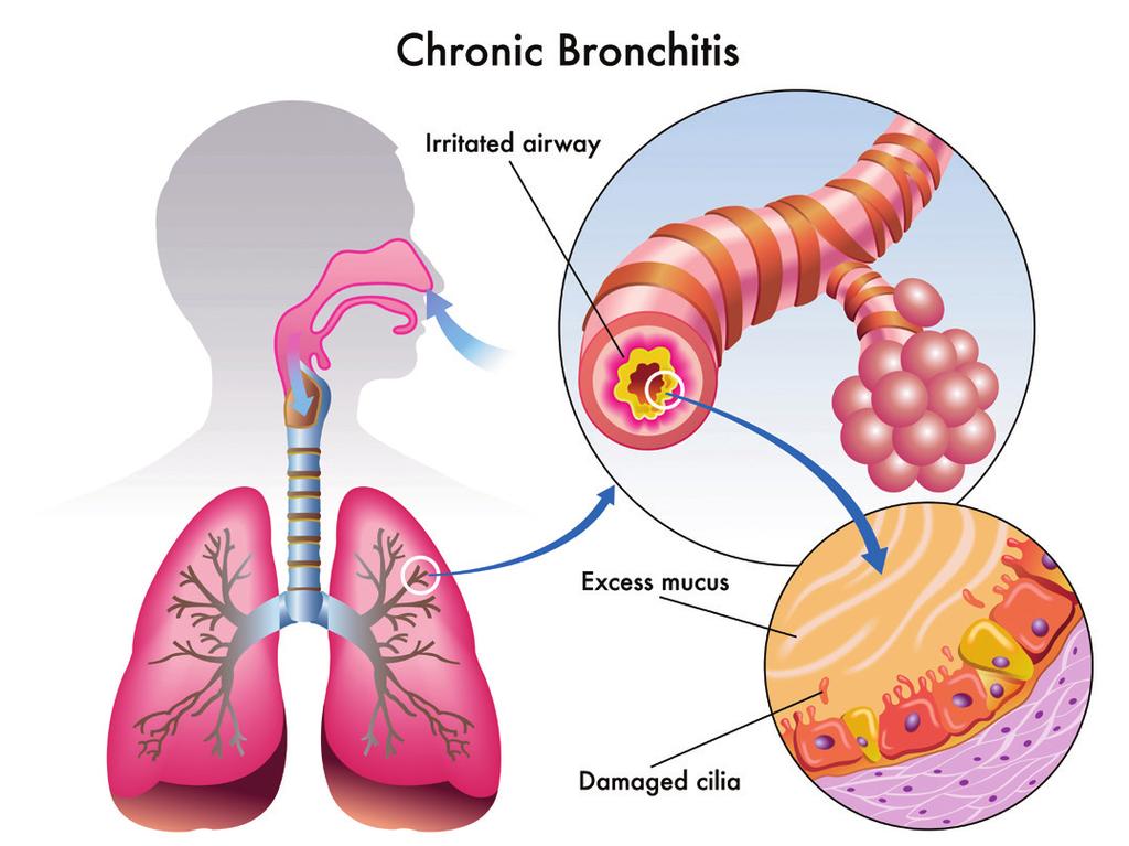 The oxygen we breathe passes through the air sac into the blood vessels and is used by the body.