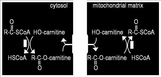 Carnitine-mediated transfer of the fatty acyl moiety into the mitochondrial matrix is a 3-step process: 1.