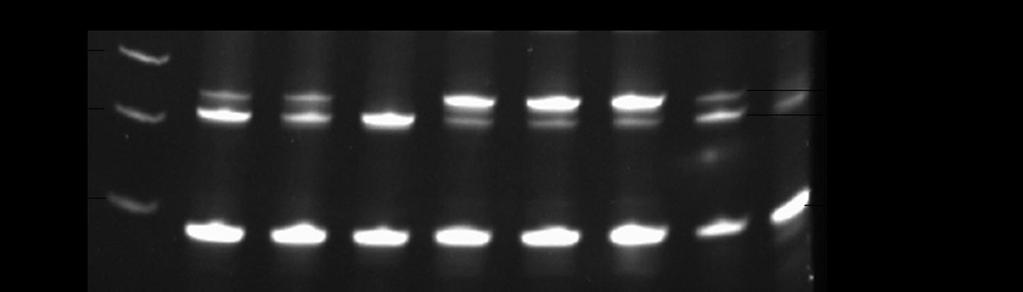ml, 1.5 ml, 2 ml and 2.5 ml. The extracted DNA was evaluated for BRaf CA to BRaf VE conversion using the BRaf VE genotyping assay (Section 2.3.4.1). In Figure 4.
