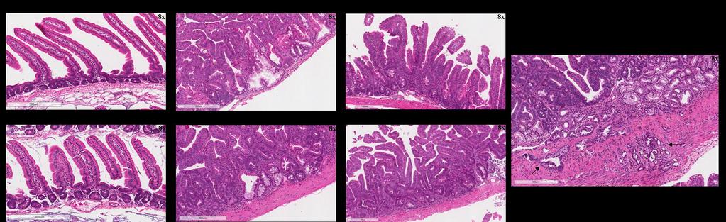Figure 4.10 TSAs with HGD in small intestine of BRaf VE mice.