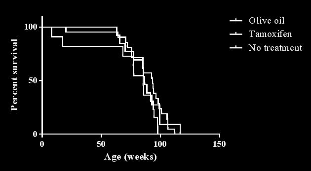 Figure 4.12 Kaplan-Meier plot of BRaf VE mice. The BRaf VE mice displayed a poor survival rate compared to the controls olive oil treated and untreated mice.