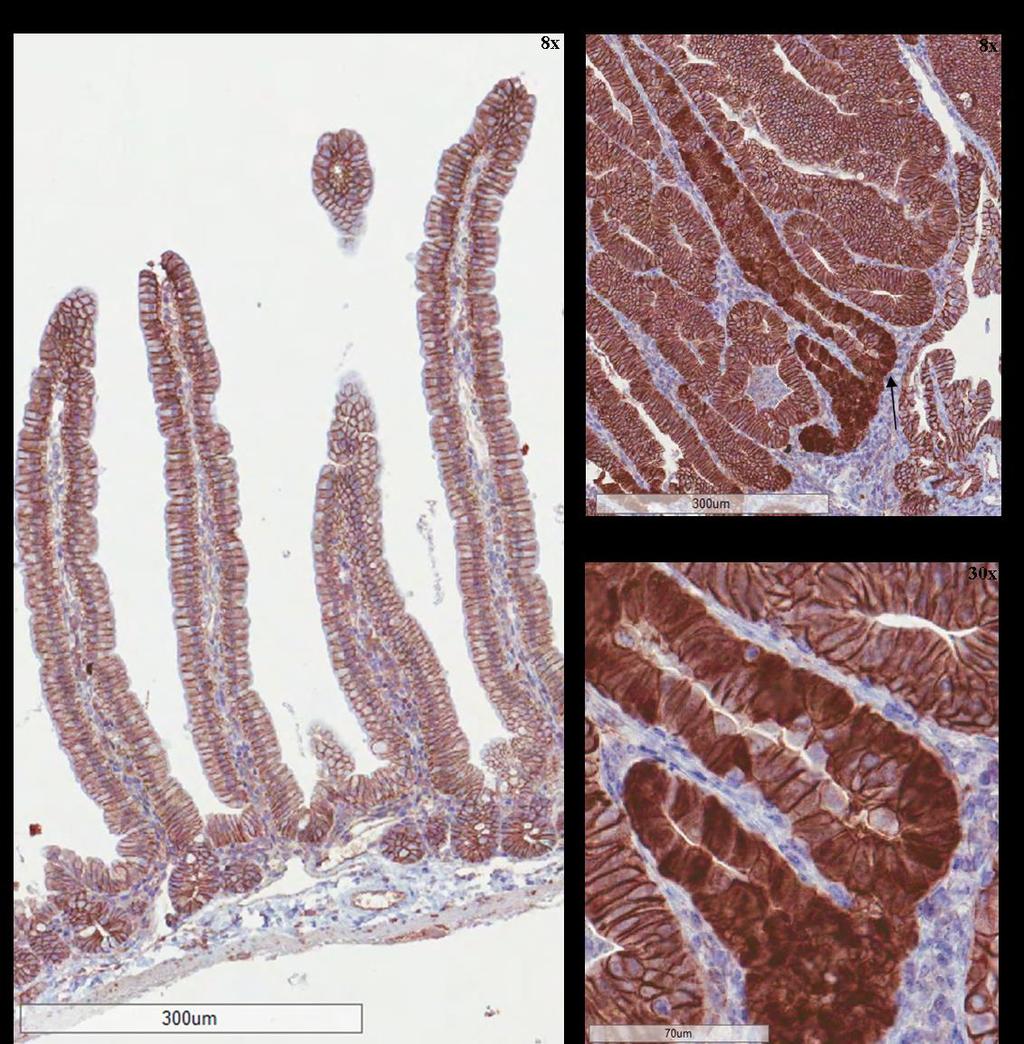 Figure 5.4 β-catenin expression in olive oil treated (n = 1) and tamoxifen treated (n = 6) small intestine.