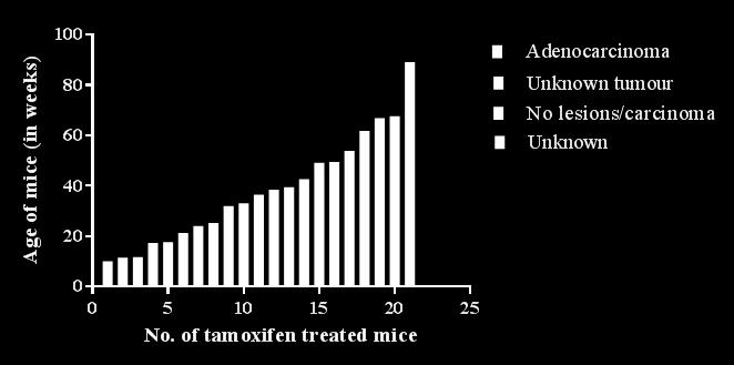 Figure 6.13 Tumours and other abnormalities in tamoxifen treated BRaf VE /p19 null mice. In contrast to the other mice groups, no TSAs were observed in the BRaf VE /p19 null group.