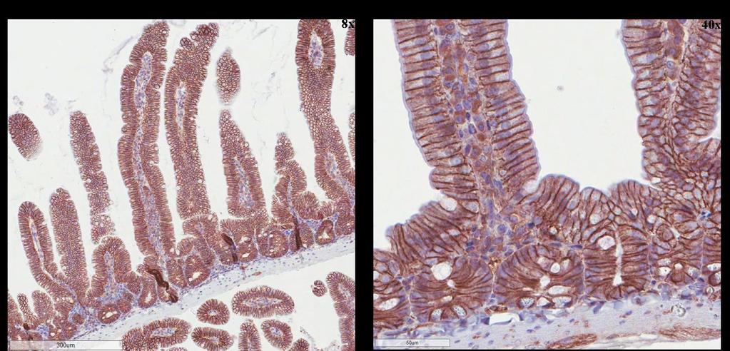 Figure 6.22 β-catenin staining of normal small intestine villi of BRaf CA /p16 mouse.