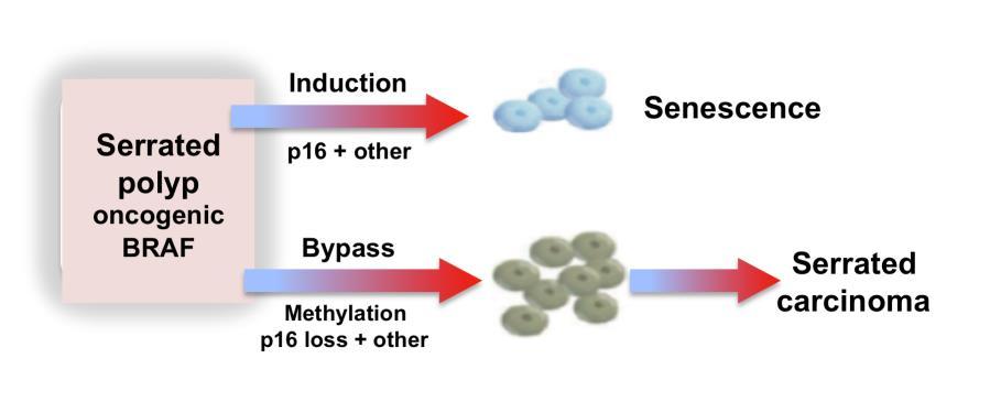 Figure 7.1 - Induction and bypass of senescence pathways implicated in serrated neoplasia. This is a proposed senescence pathway for serrated polyps with oncogenic BRAF.