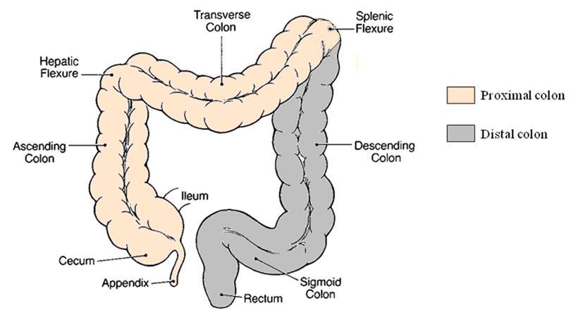 1. LITERATURE REVIEW 1.1 THE COLON AND CANCER The human colon is responsible for the absorption of water and salts. It contains approximately 99.