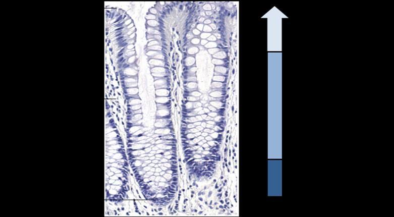 Figure 1.2 - Organization of the colonic crypt. The crypt is the basic functional unit of the epithelial lining of the colon, which has a rapid cell turnover rate.