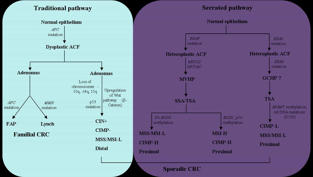 conventional type arising via the traditional pathway. The tumours in the other clusters - C2, C3, C4 and C6 were characteristic of the serrated pathway which will be discussed in Section 1.4.2 (Marisa et al, 2013).