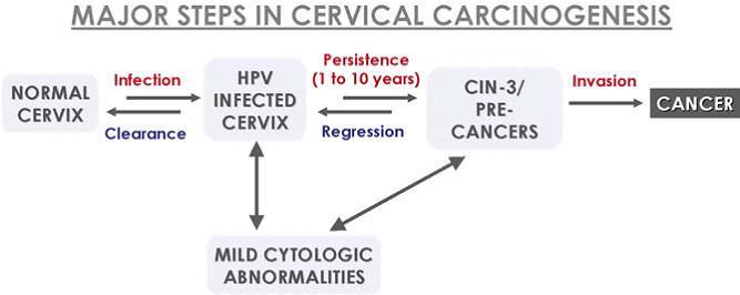 Cervical Cancer Natural History *Current