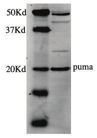 BH3-family of proteins and is upregulated in a p53-dependent manner.