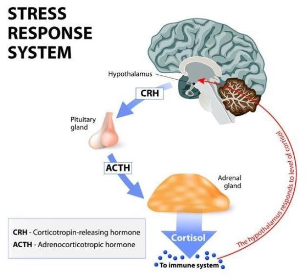 Physiological effects include sympathetic responses Elevated blood pressure Corticosteroid