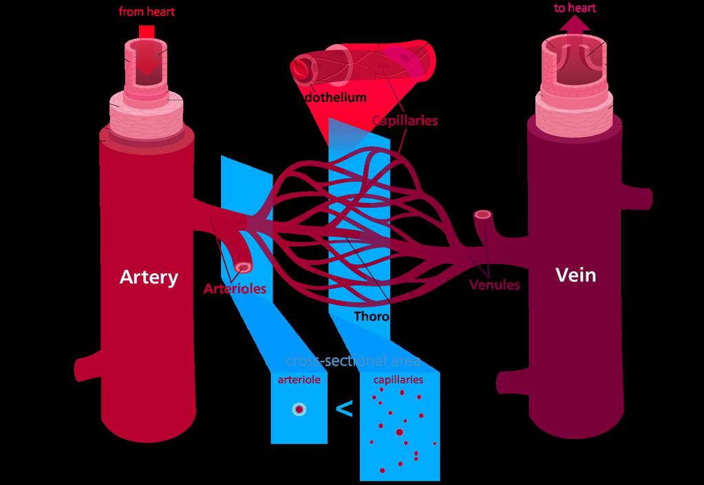 Arterial and venous vasodilatation Increased