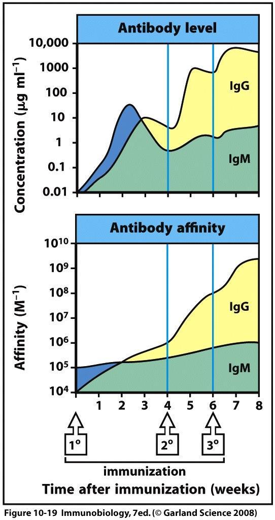 Ab & TCR affinity memory cell abundance 100 1000x 1 response memory affinity 1 1/100000 bind tightly 2 1/1000