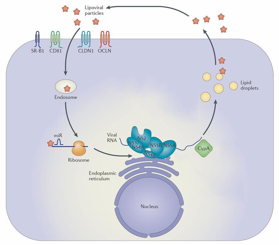 HCV Life Cycle Drug Targets NS3/NS4A PI s Polymerase inhibitors mir-122 inhibitors NS5A