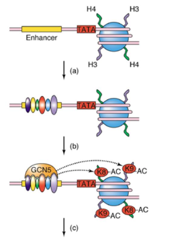 Histone code hypothesis/model Kinase binds enhanceosome & phosphoryaltes H3 S10. NOW GCN 5 can acetylate H3 K14.