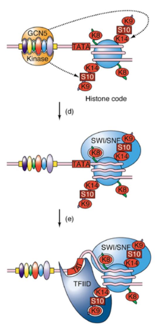 Acetylated H4K8 is recognized by SWI/SNF. SWI/SNF remodels nucleosome. TFIID is attracted by acetylated H3 K9 and H3 K14.