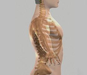 Unit 1: Normal Spine Anatomy Normal Spine Anatomy The spine, also called the back bone, is designed to give us stability, smooth movement, as well as providing a corridor