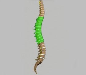 As we move down the body, the next 12 vertebrae make up the thoracic region or mid back from which the ribs are hinged.