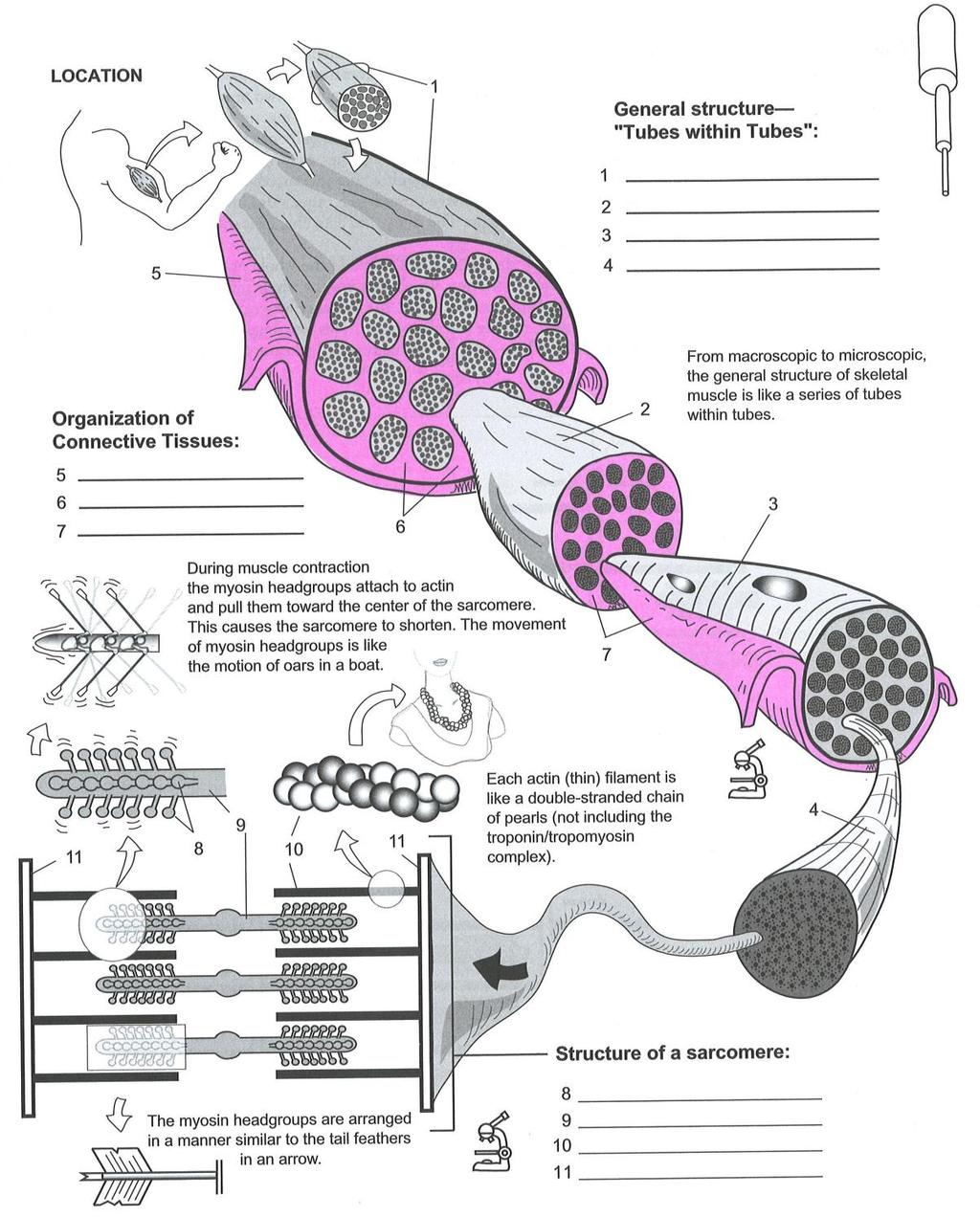 The Sliding Filament Theory Model 1: Muscle Histology Review How do muscle cells contract?