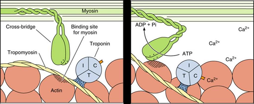 Model 4: Effects of calcium on the thin filament 14. Look at the left half of the model. Is calcium present here? a. Is the myosin binding site of actin exposed so that myosin can actually bind to it?
