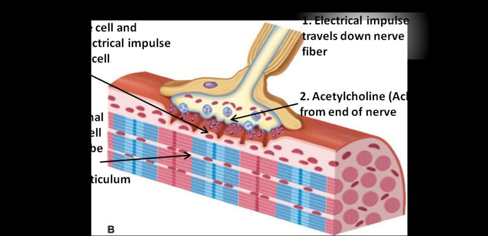 Model 5: Neuromuscular junction 18. Can muscles contract if there isn t any free calcium in the cell? a. According to model 5, where is calcium stored inside a muscle cell? b.