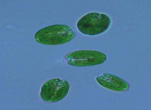 Cell density (x104/ml) Tetraselmis strains were isolated from the seawater at the shrimp farming in Vandon, Quangninh and signified as T1, T2, T3. They were grown in non-aerated f/2 medium.