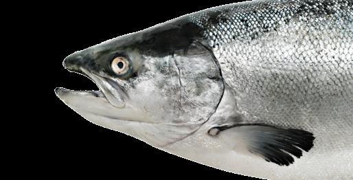 Salmon: a sustainable and organic alternative p.
