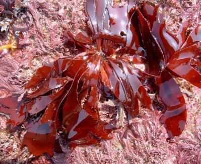 Ascophyllum or kelp used and has proven natural anti-biotic, anti-viral,anti-inflammatory, anti-adhesion, anti-oxidant any many more effects.