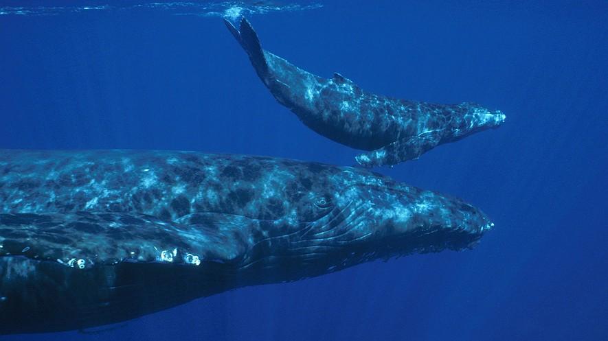 Baby whales "whisper" to mothers to avoid predators By Valerie Dekimpe, AFP, adapted by Newsela staff on 04.28.17 Word Count 563 Level MAX A mother humpback and her calf swim side by side.
